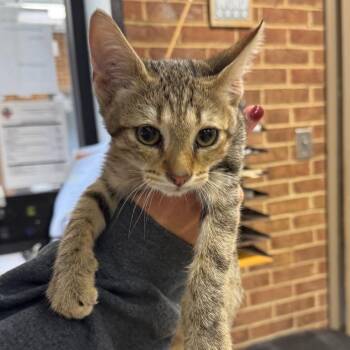 Jones -  Domestic Short Hair Cat for Adoption in Birmingham, Alabama - Jones | PetCurious