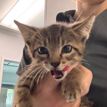 Spark -  Domestic Medium Hair Cat for Adoption in Tampa, Florida - Spark | PetCurious