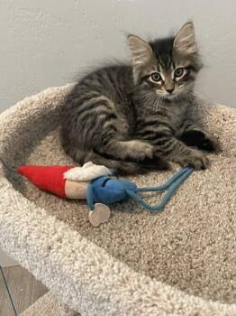 Lucas -  Domestic Medium Hair and Domestic Short Hair Cat for Adoption in Visalia, California - Lucas | PetCurious