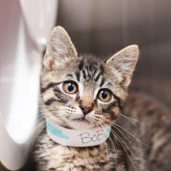 Domestic Short Hair Cats Available for Adoption in Hattiesburg, Mississippi - Bob | PetCurious