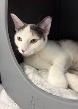 Sage -  Domestic Short Hair Cat for Adoption in Orland Hills, Illinois - Sage | PetCurious
