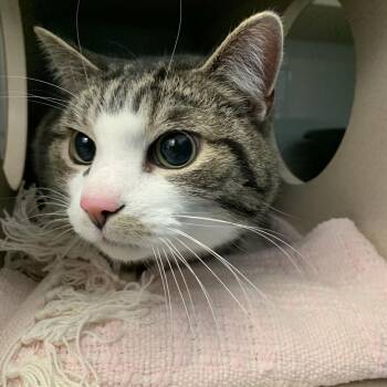 Suleiman -  Domestic Short Hair Cat for Adoption in Pittsburgh, Pennsylvania - Suleiman | PetCurious