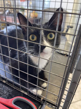 Rescue Domestic Short Hair Cats for Adoption in Lincoln, California - Phantom | PetCurious