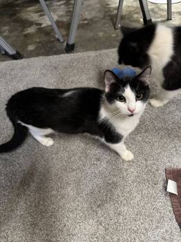 Rescue Domestic Short Hair Cats for Adoption in Greenville, South Carolina - Soul SJ | PetCurious