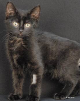 Bookmark -  Domestic Short Hair Cat for Adoption in Newland, North Carolina - Bookmark | PetCurious