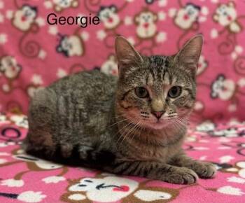 Georgie -  Tabby Cat for Adoption in Wyandotte, Michigan - Georgie | PetCurious
