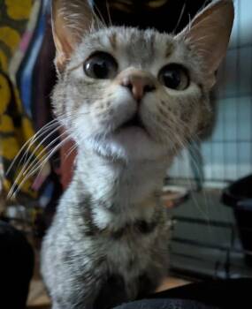 Beep -  Tabby and Domestic Short Hair Cat for Adoption in Harrisburg, Pennsylvania - Beep | PetCurious