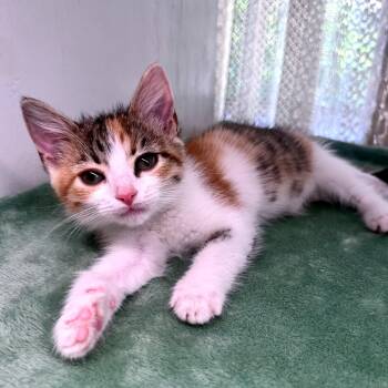 Rescue Domestic Short Hair Cats for Adoption in Austin, Texas - Zizzie McGuire 29 | PetCurious