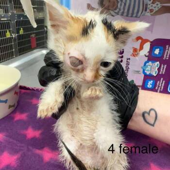 Rescue Domestic Short Hair Cats for Adoption in Bastrop, Texas - Sveka 25-05-134 | PetCurious