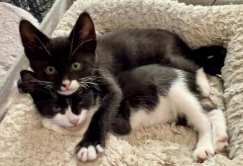 Domestic Short Hair Cats Available for Adoption in Los Angeles, California - Odin | PetCurious