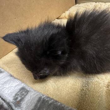 Domestic Short Hair Cats Available for Adoption - Saja | PetCurious