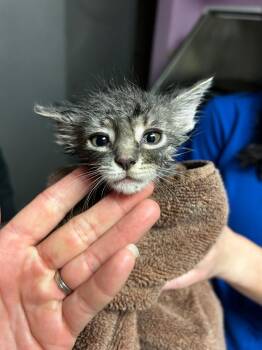 Fruit Fly -  Domestic Short Hair Cat for Adoption in Morgantown, Kentucky - Fruit Fly | PetCurious