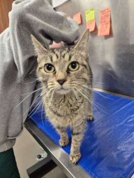 Domestic Short Hair Cats Available for Adoption - BLOSSOM | PetCurious