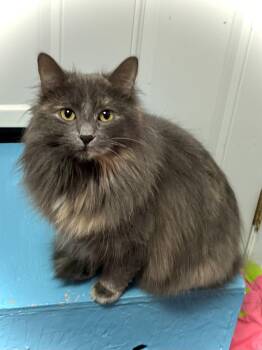Domestic Medium Hair Cats Available for Adoption - Puffer | PetCurious