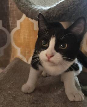 Taxi -  Domestic Short Hair Cat for Adoption in Phoenix, Arizona - Taxi | PetCurious