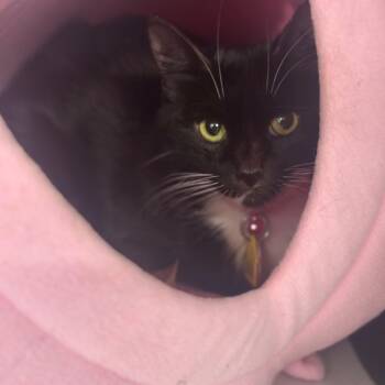 D47111 Hydrogen -  Domestic Short Hair Cat for Adoption in Port Washington, New York - D47111 Hydrogen | PetCurious