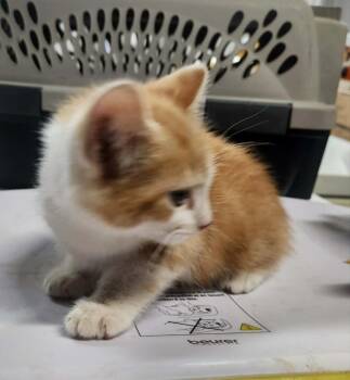 MAGNUS -  Domestic Short Hair and Tabby Cat for Adoption in Lexington, Tennessee - MAGNUS | PetCurious