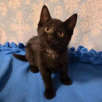 FELICITY JOY -  Domestic Short Hair Cat for Adoption in Graham, Washington - FELICITY JOY | PetCurious
