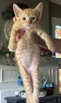 Ala Moe -  Russian Blue and Domestic Short Hair Cat for Adoption in San Antonio, Texas - Ala Moe | PetCurious