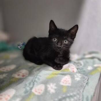 Cedar Tree -  Domestic Short Hair Cat for Adoption in Sacramento, California - Cedar Tree | PetCurious