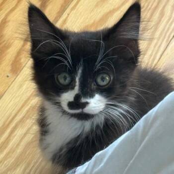 Dezzo -  Domestic Medium Hair Cat for Adoption in Chicago, Illinois - Dezzo | PetCurious