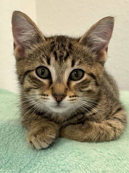 Rescue Domestic Short Hair Cats for Adoption in Plano, Texas - Peanut | PetCurious