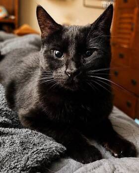 Jade -  Domestic Short Hair Cat Available for Adoption in Sioux Falls, South Dakota - Jade | PetCurious