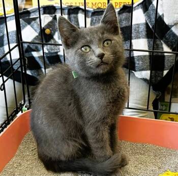 Cardamon -  Domestic Short Hair Cat for Adoption in Mooresville, North Carolina - Cardamon | PetCurious