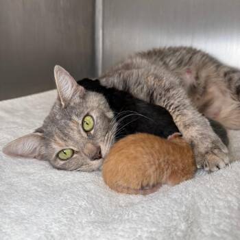 Nori -  Domestic Short Hair Cat Available for Adoption in Asheville, North Carolina - Nori | PetCurious