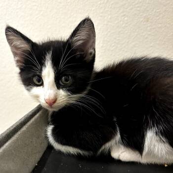 American Shorthair Cats Available for Adoption in Long Beach, California - Kitten 1 | PetCurious