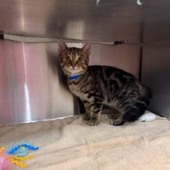 Pichu -  Domestic Short Hair Cat for Adoption in Buffalo, New York - Pichu | PetCurious