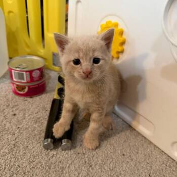 Domestic Short Hair Cats Available for Adoption in Reisterstown, Maryland - Jethro | PetCurious