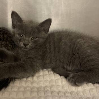 Rescue Domestic Short Hair Cats for Adoption in Lynchburg, Virginia - Tutters | PetCurious