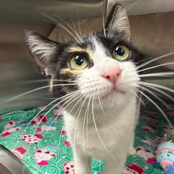 Domestic Short Hair Cats Available for Adoption in Keizer, Oregon - CeCe | PetCurious