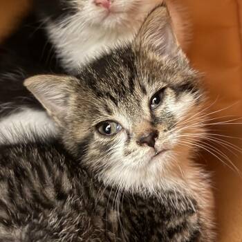 Domestic Short Hair Cats Available for Adoption - Celine | PetCurious