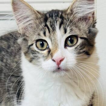 Poptart -  Domestic Medium Hair Cat for Adoption in Fort Worth, Texas - Poptart | PetCurious