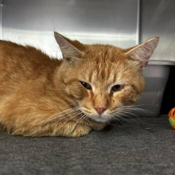 Grub -  American Shorthair Cat for Adoption in Poplar Bluff, Missouri - Grub | PetCurious