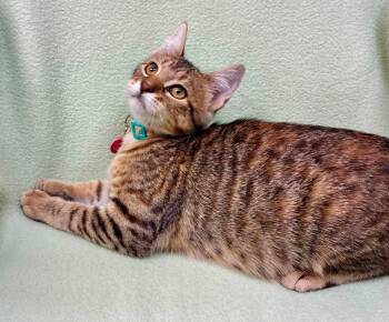 Caraway -  Domestic Short Hair Cat for Adoption in Alexandria, Minnesota - Caraway | PetCurious