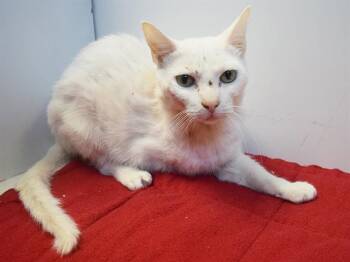 GHOST -  Domestic Short Hair Cat for Adoption in Sacramento, California - GHOST | PetCurious