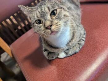 Rescue Domestic Short Hair Cats for Adoption in Rice Lake, Wisconsin - Ayeleah | PetCurious