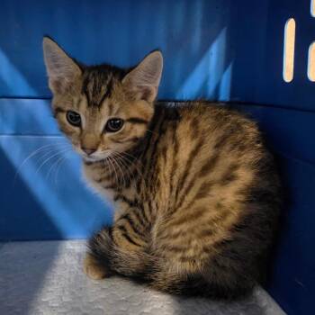 Psyduck -  Domestic Short Hair Cat for Adoption in Eureka Springs, Arkansas - Psyduck | PetCurious