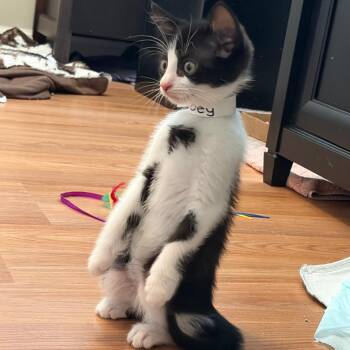 Kitten 4 AKA Joey -  Domestic Short Hair Cat for Adoption in Chesapeake, Virginia - Kitten 4 AKA Joey | PetCurious