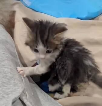 Hutch -  Domestic Short Hair Cat for Adoption in Evergreen, Colorado - Hutch | PetCurious