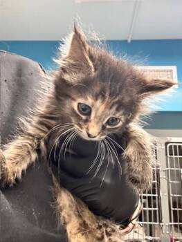 Domestic Short Hair Cats Available for Adoption in Daytona Beach, Florida - Natalie | PetCurious
