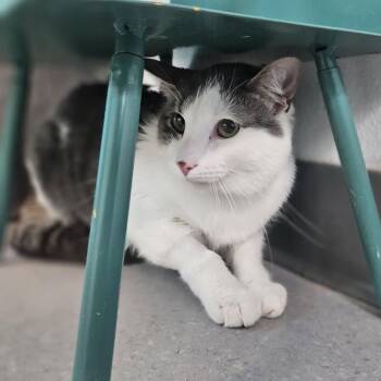 JJ -  Domestic Medium Hair Cat for Adoption in Lakewood, Colorado - JJ | PetCurious