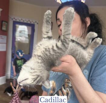 Cadillac -  Domestic Short Hair Cat for Adoption in Berkeley Springs, West Virginia - Cadillac | PetCurious