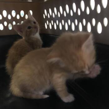 Solar -  Domestic Short Hair Cat for Adoption in Brentwood, Missouri - Solar | PetCurious