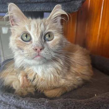 Karm -  Domestic Long Hair Cat for Adoption in Madison, Wisconsin - Karm | PetCurious