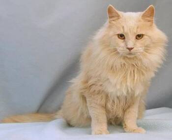 Domestic Medium Hair and Domestic Short Hair Cats Available for Adoption - Sweet Pea | PetCurious