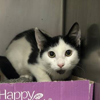 Timmy -  Domestic Short Hair Cat for Adoption in Charleston, West Virginia - Timmy | PetCurious